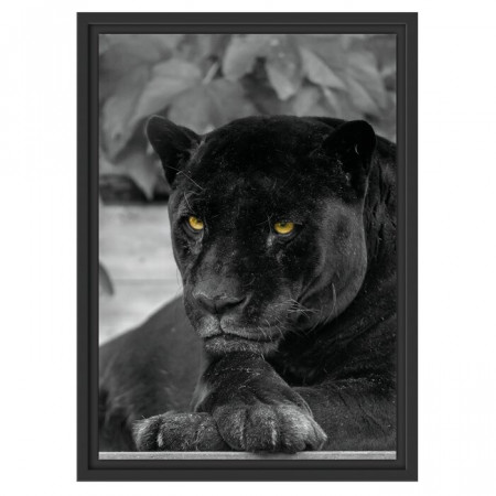 Tablou „Pantera neagra”, 55 x 40 cm - Img 1
