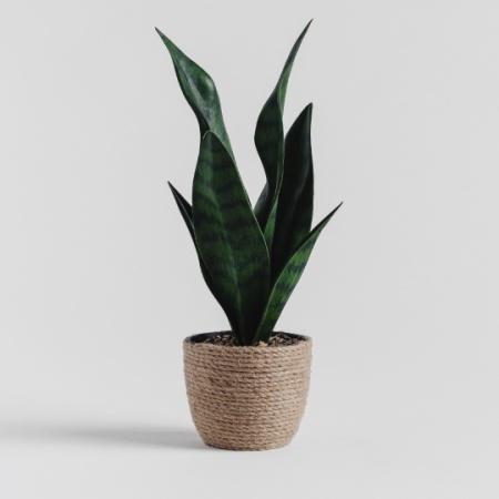 Floare decorativa timo