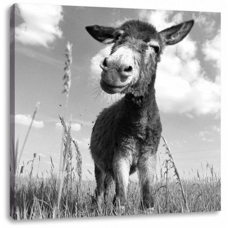 Tablou Donkey on a Sunny Meadow, 60cm H x 60cm W - Img 1