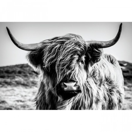 Tablou, Highland Cow, gri/negru, 60 x 90 cm - Img 1