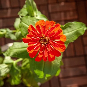 Set 2 plicuri cu seminte de Zinnia-Carciumarese OwnGrown, rosu/portocaliu, 120 bucati