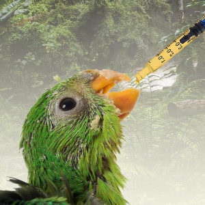 Set de 60 seringi fara ac pentru masurare Thirei, plastic, transparent, 10 cm , 1 ml