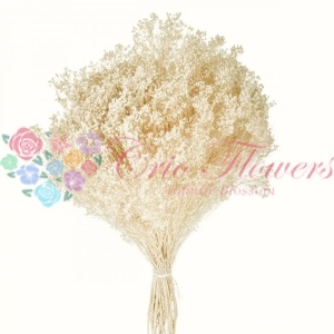 Broom Bloom Albit Premium