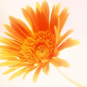 Seminte de margarete gerbera Eysii, galben, 50 seminte