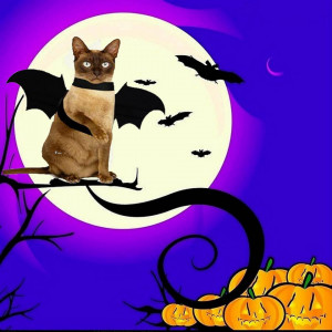 Costum de Halloween pentru animalul de companie DAZZTIME, pasla, negru/galben, 50 x 18 cm - Img 2