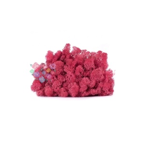 Licheni Scandinavia Fucsia