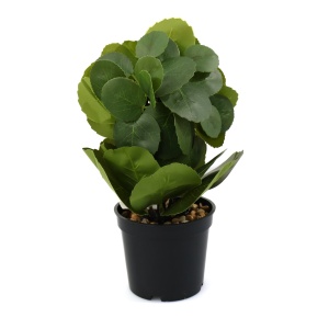 Aranjament In Ghivechi, Mini, Verde, 24cm