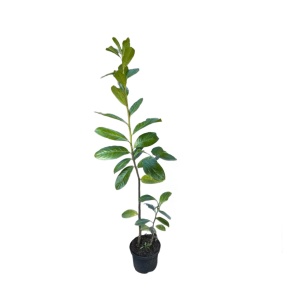 Laur Englezesc Novita, 1fir, 120-140 cm, ghiveci 35 L