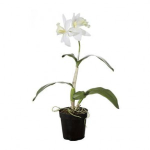 Orhidee alba artificiala in ghiveci, H50 cm