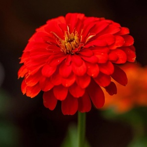 Set 2 plicuri cu seminte de Zinnia-Carciumarese OwnGrown, rosu/portocaliu, 120 bucati