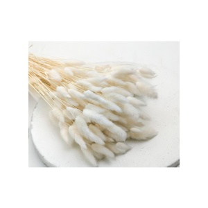 Lagurus Albit Premium