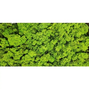 Licheni Stabilizati Spring Green, Aprox. 450-500gr