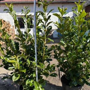 Laur Englezesc Novita, 1fir, 120-140 cm, ghiveci 35 L