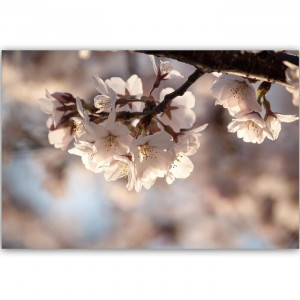 Tablou 'Flowering Cherry', crem, 40 x 60 cm - Img 3