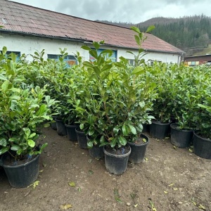 Laur Englezesc Novita, 1fir, 120-140 cm, ghiveci 35 L