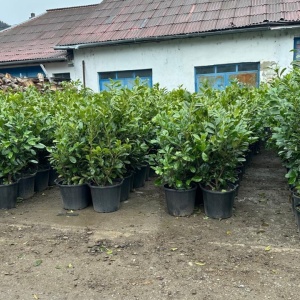 Laur Englezesc Novita, 1fir, 120-140 cm, ghiveci 35 L
