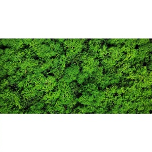Licheni Stabilizati Verde Natur, Aprox. 450-500gr