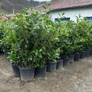 Laur Englezesc Novita, 1fir, 120-140 cm, ghiveci 35 L