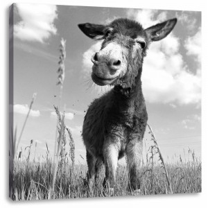 Tablou Donkey on a Sunny Meadow, 60cm H x 60cm W