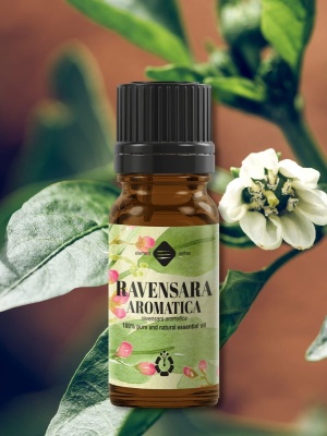 Ravensara aromatica illóolaj - Img 2