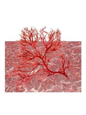 Astaxanthin Hy-Active - Img 2