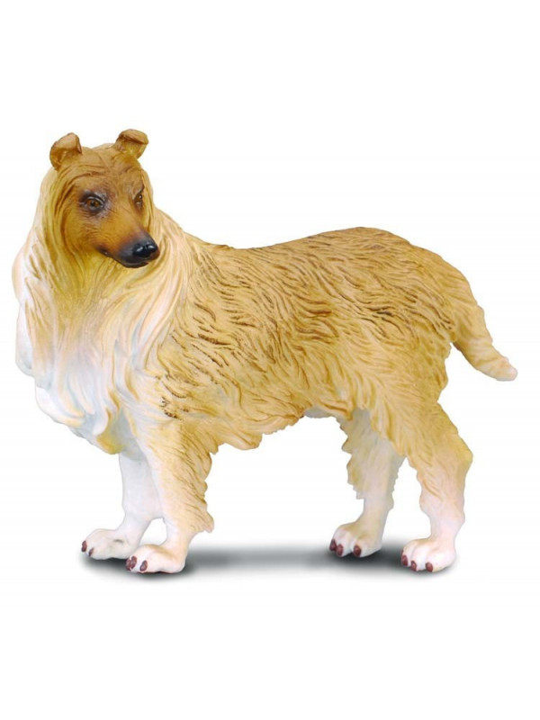 Collie cu par sarmos L Collecta