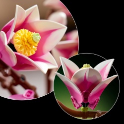 LEGO BOTANICALS RAMURI DE MAGNOLIE 11510 - Img 7