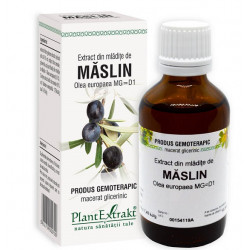 Olea europaea (maslin) 50ml plantmed