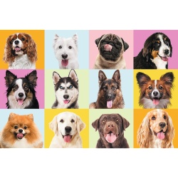 PUZZLE TREFL 60 CATEI DRAGUTI - Img 2