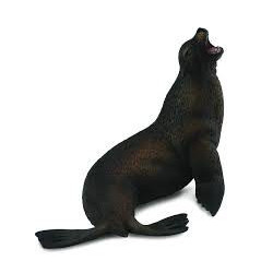 Leu de mare- Collecta