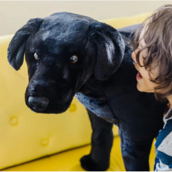 Catel Labrador Negru gigant din plus - Img 3