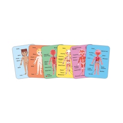 Puzzle magnetic pentru copii - Corpul uman (68 piese) - Img 5
