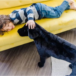 Catel Labrador Negru gigant din plus - Img 5
