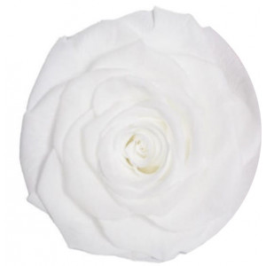 Trandafir ALB Natural Criogenat Premium cu diametru 10cm + cutie cadou - Img 2