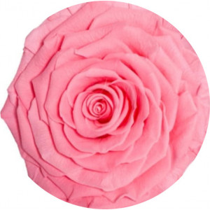 Trandafir ROZ DESCHIS Natural Criogenat Premium cu diametru 10cm + cutie cadou - Img 2