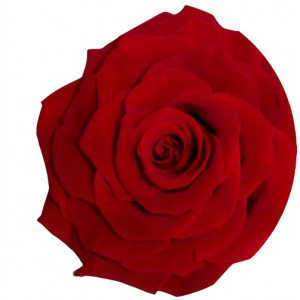 Trandafir Criogenat ROSU