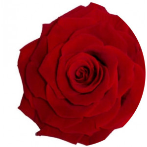 Trandafir ROSU Natural Criogenat Premium cu diametru 10cm + cutie cadou - Img 2