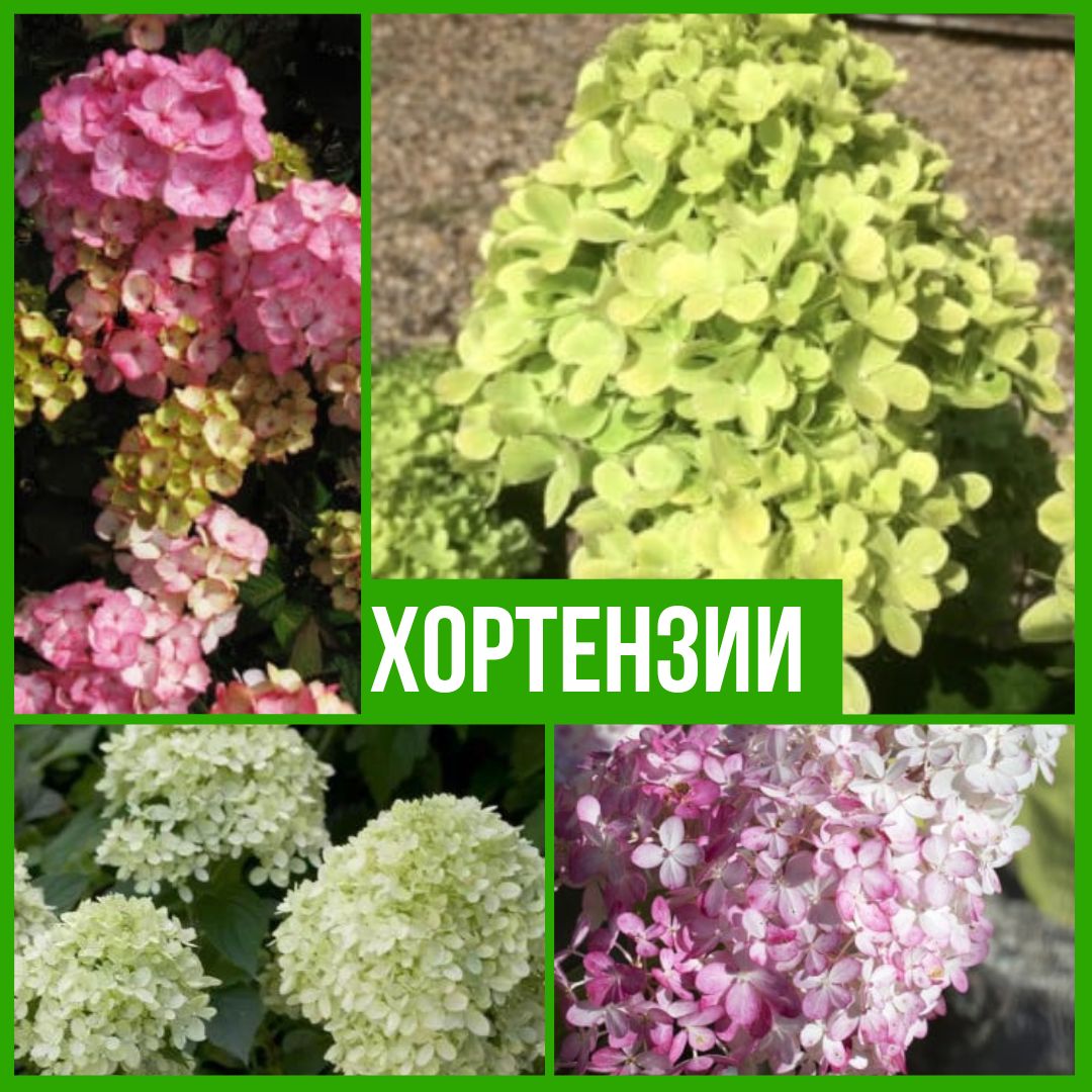 Колекция Хортензии