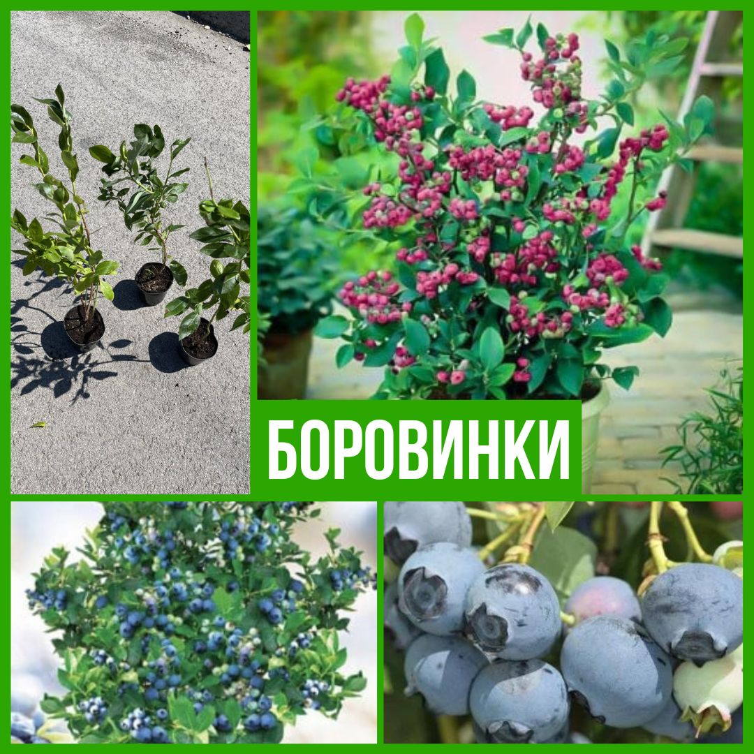 Колекция Боровинки