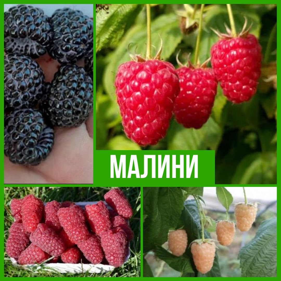 Колекция Малини