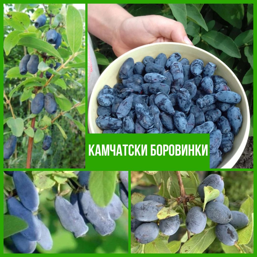 Колекция Камчатски Боровинки