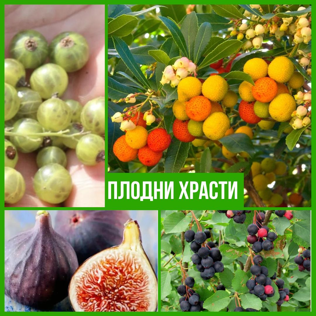 Колекция Плодни Храсти