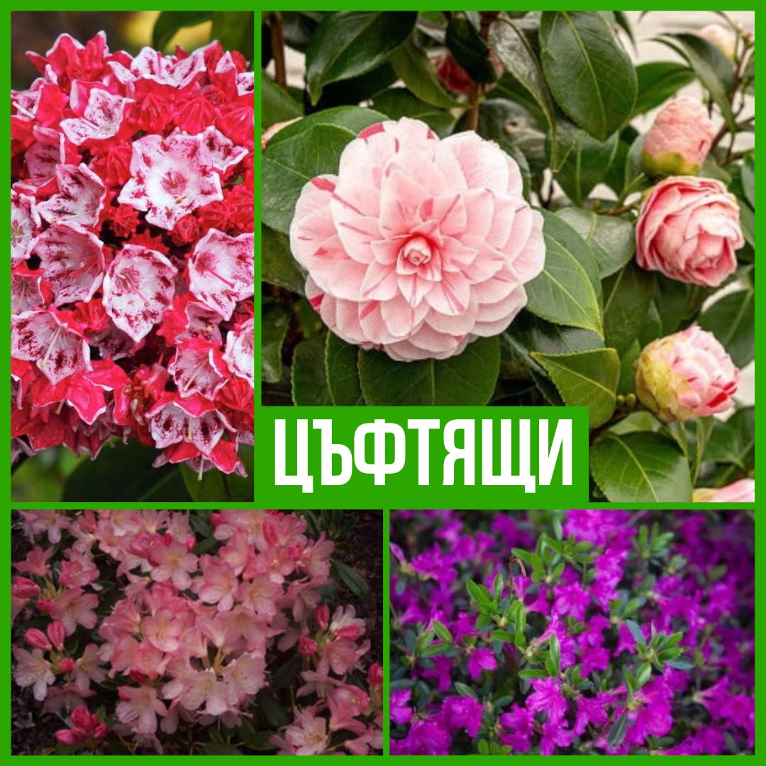 Колекция Цъфтящи