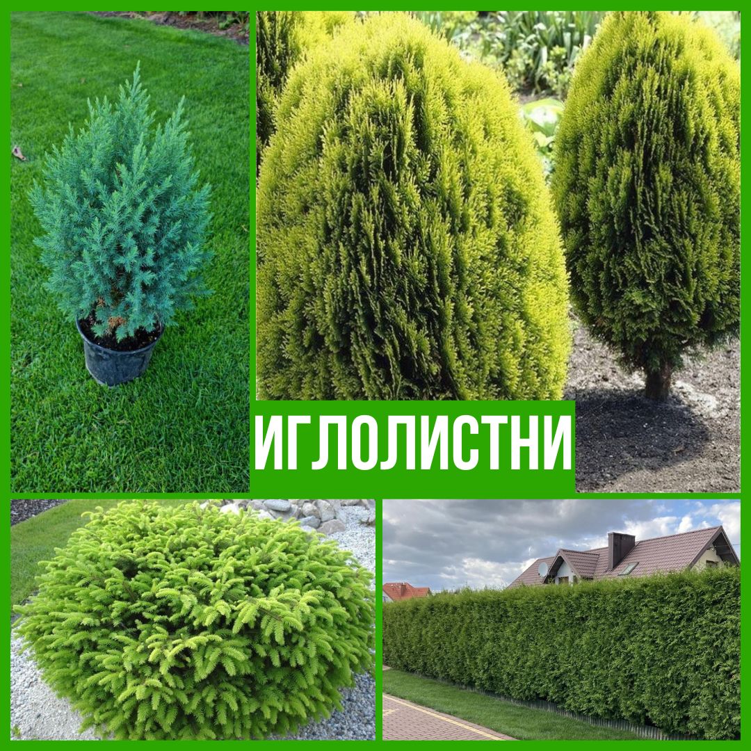 Колекция Иглолистни