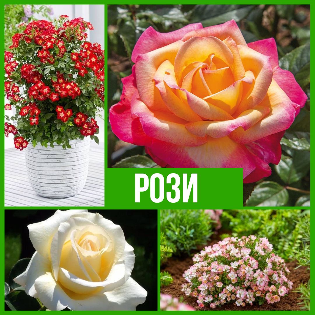 Колекция Рози