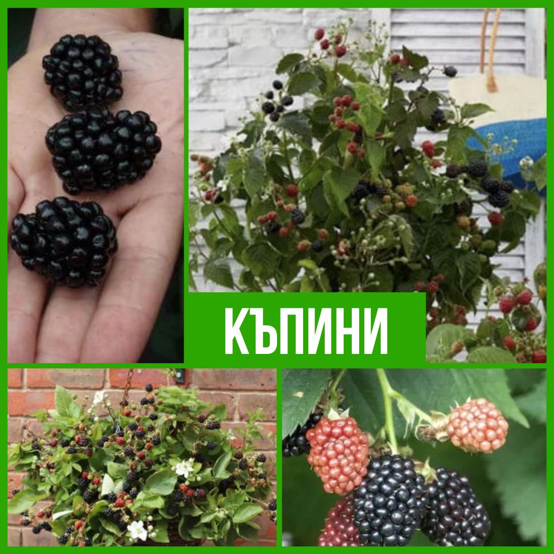 Колекция Къпини