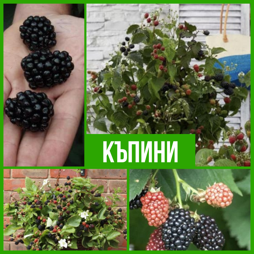 Къпини