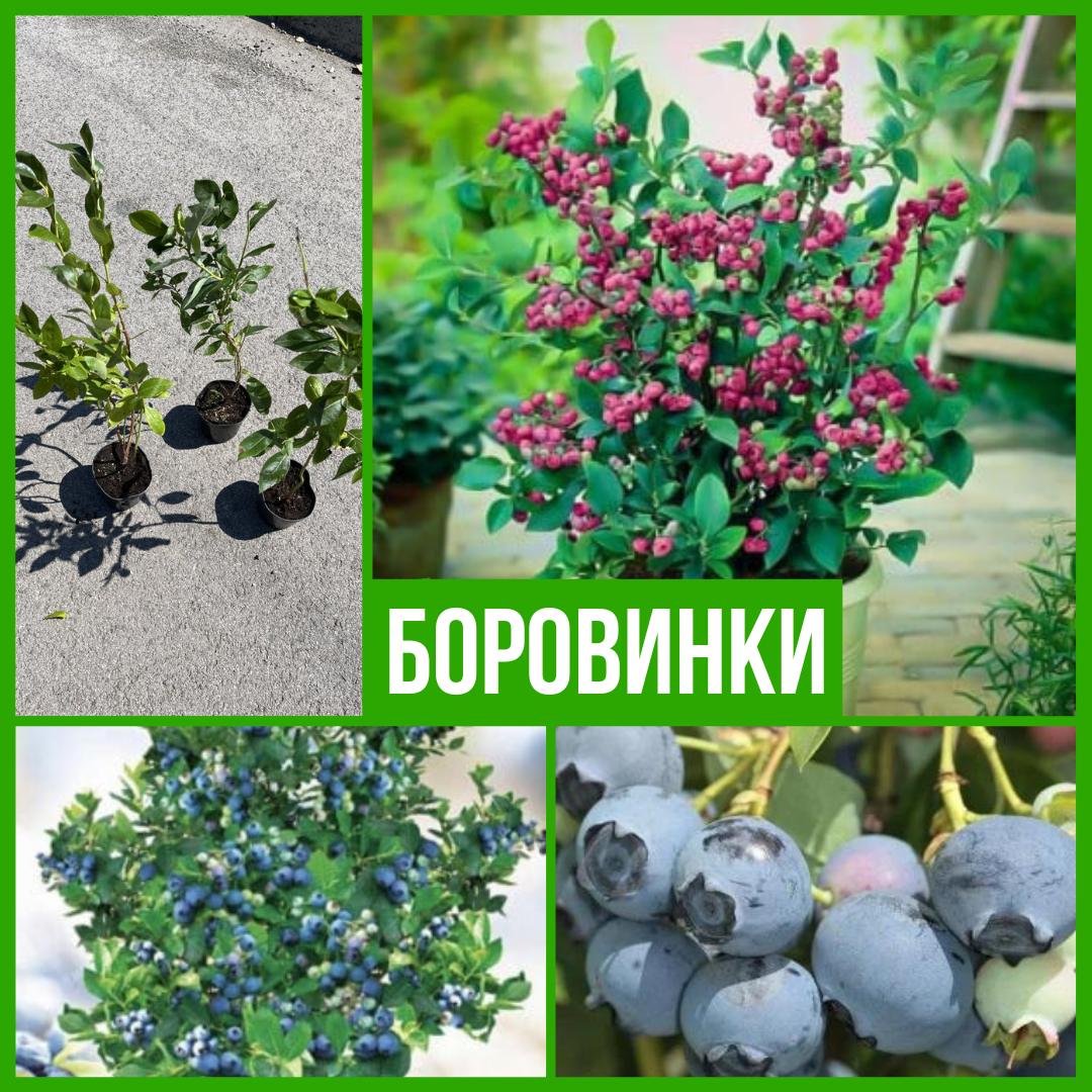 Боровинки
