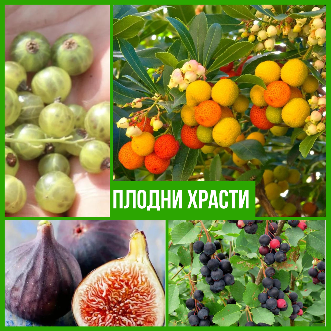 Плодни Храсти