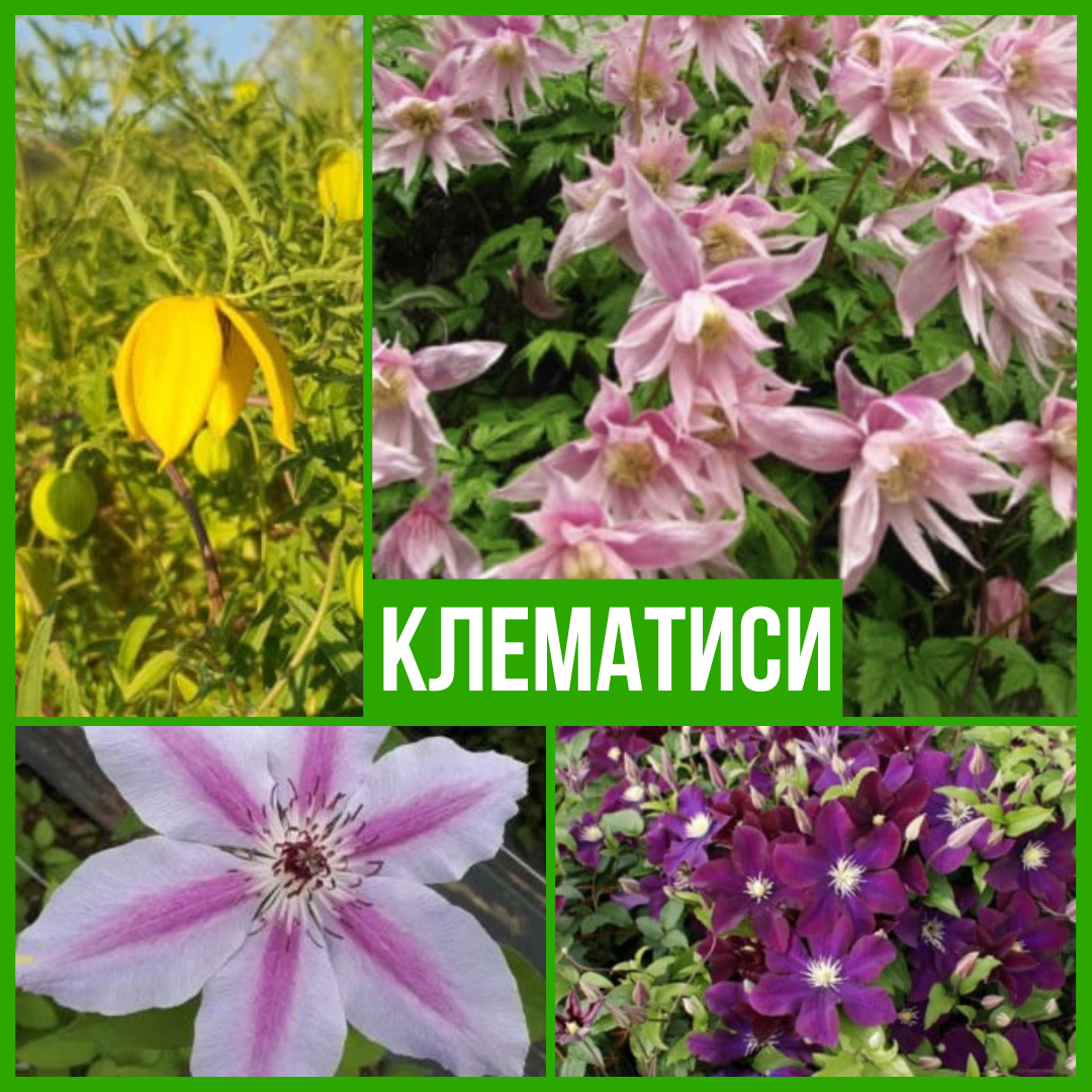 Клематиси
